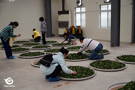 お茶を振り分け中