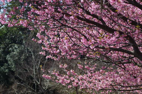 三浦海岸の河津桜