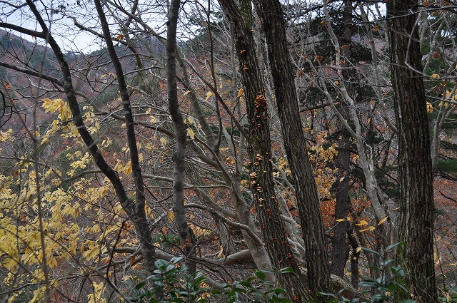 DSC_0058.jpg