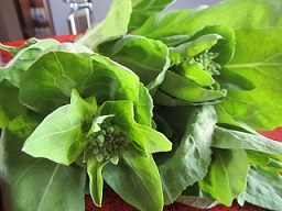 白菜の菜花.jpg