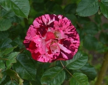 メインチアホッペア2