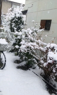 雪２.jpg