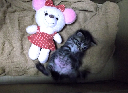 こねこ05.jpg
