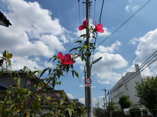443 紅葉葵