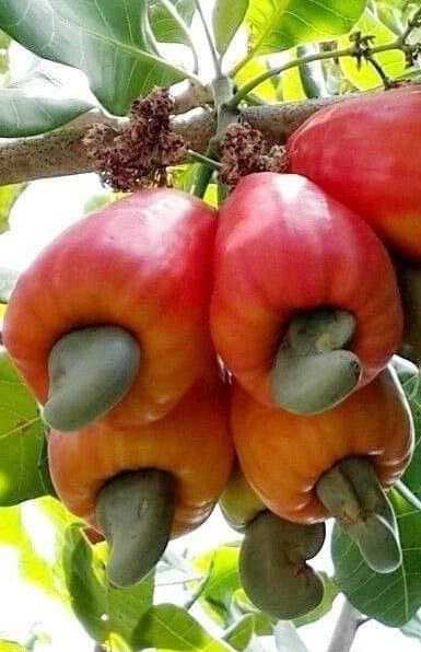 木の実は 何かわかりますか！ ANDES MODE ファッションデザイナー エマ先生のブログ 楽天ブログ