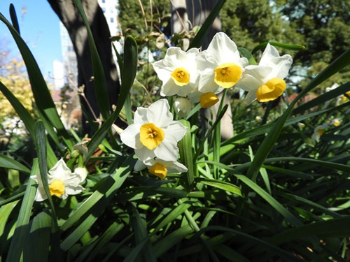 旧芝離宮恩賜庭園