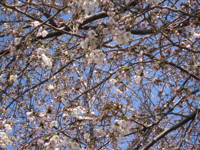 20120404サクラ1.jpg