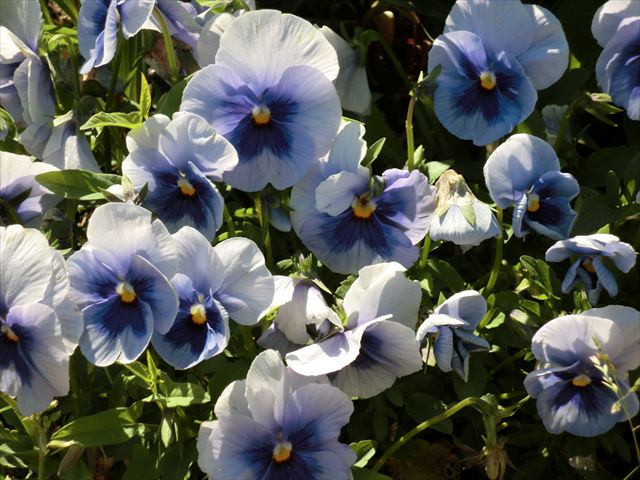 CIMG5832_R.JPG