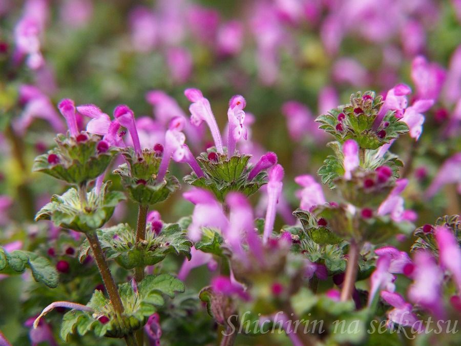 ピンク色の道端の花 七輪な生活 そして 東京の自然 楽天ブログ