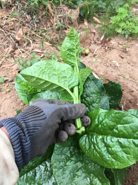 ねばねば野菜 ツルムラサキの収穫 Futtutyの菜園ブログ 楽天ブログ