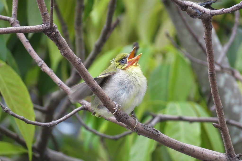 イオンの駐車場垣根にメジロの幼鳥が居た スズメの子育て 大分金太郎の花鳥蝶月 楽天ブログ