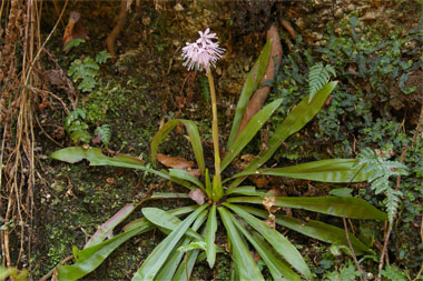 ショウジョウバカマ