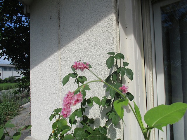 IMG_8805ss.jpg