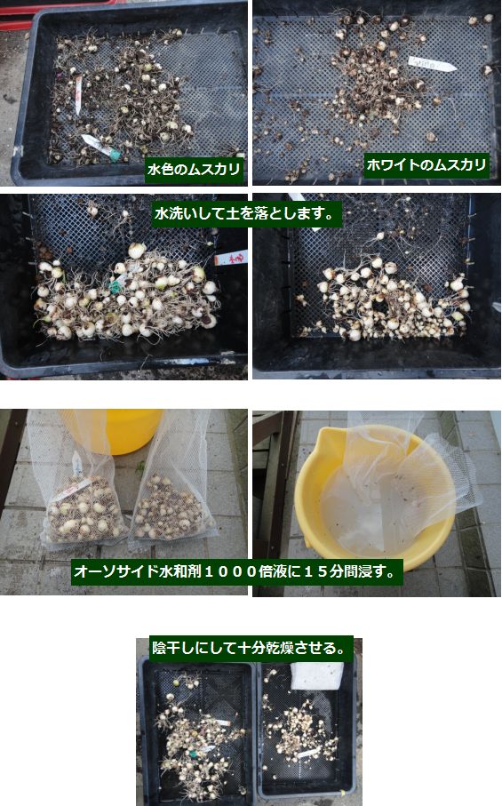 ムスカリの堀おこし