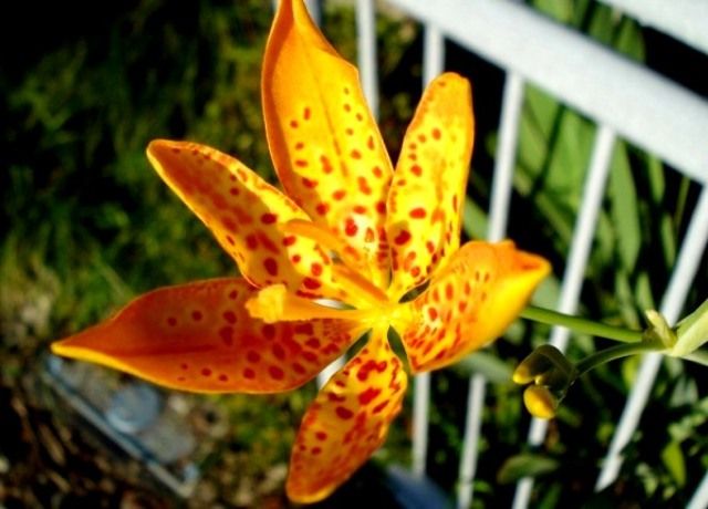 檜扇の花 花と蕎麦とリハビリと 楽天ブログ