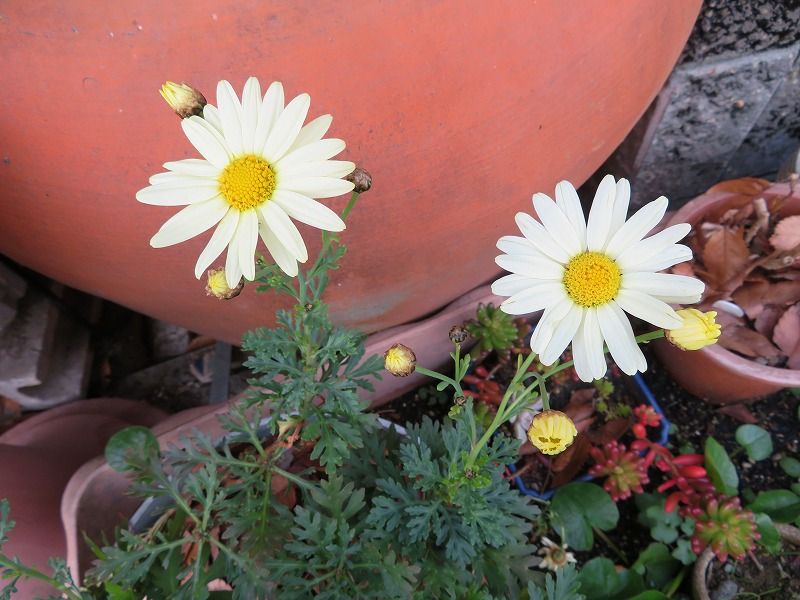 76ページ目の 今咲いている花 Gazengamaのブログ 散歩中に出合った花と趣味の陶芸作品 楽天ブログ