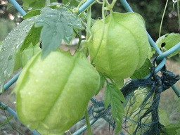 IMG_9679.JPG