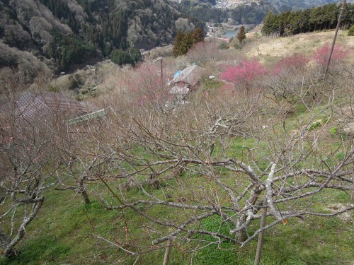 s-DSCN0593.jpg