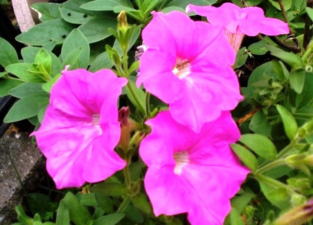 ペチュニアの花 花と蕎麦とリハビリと 楽天ブログ