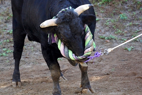 山古志　闘牛