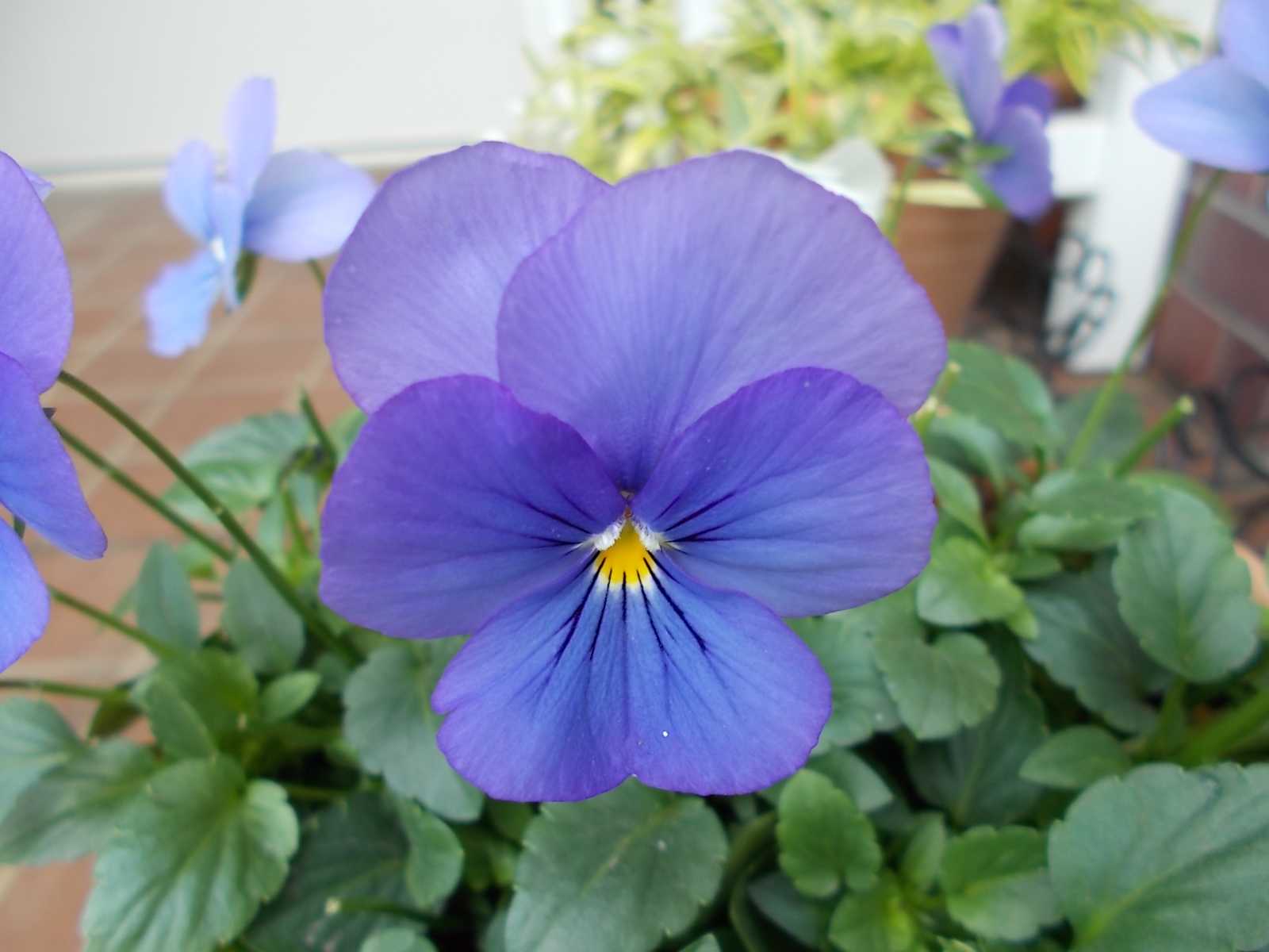 やっぱり今の時期はパンビオが綺麗です バラを咲かせることが好き 楽天ブログ