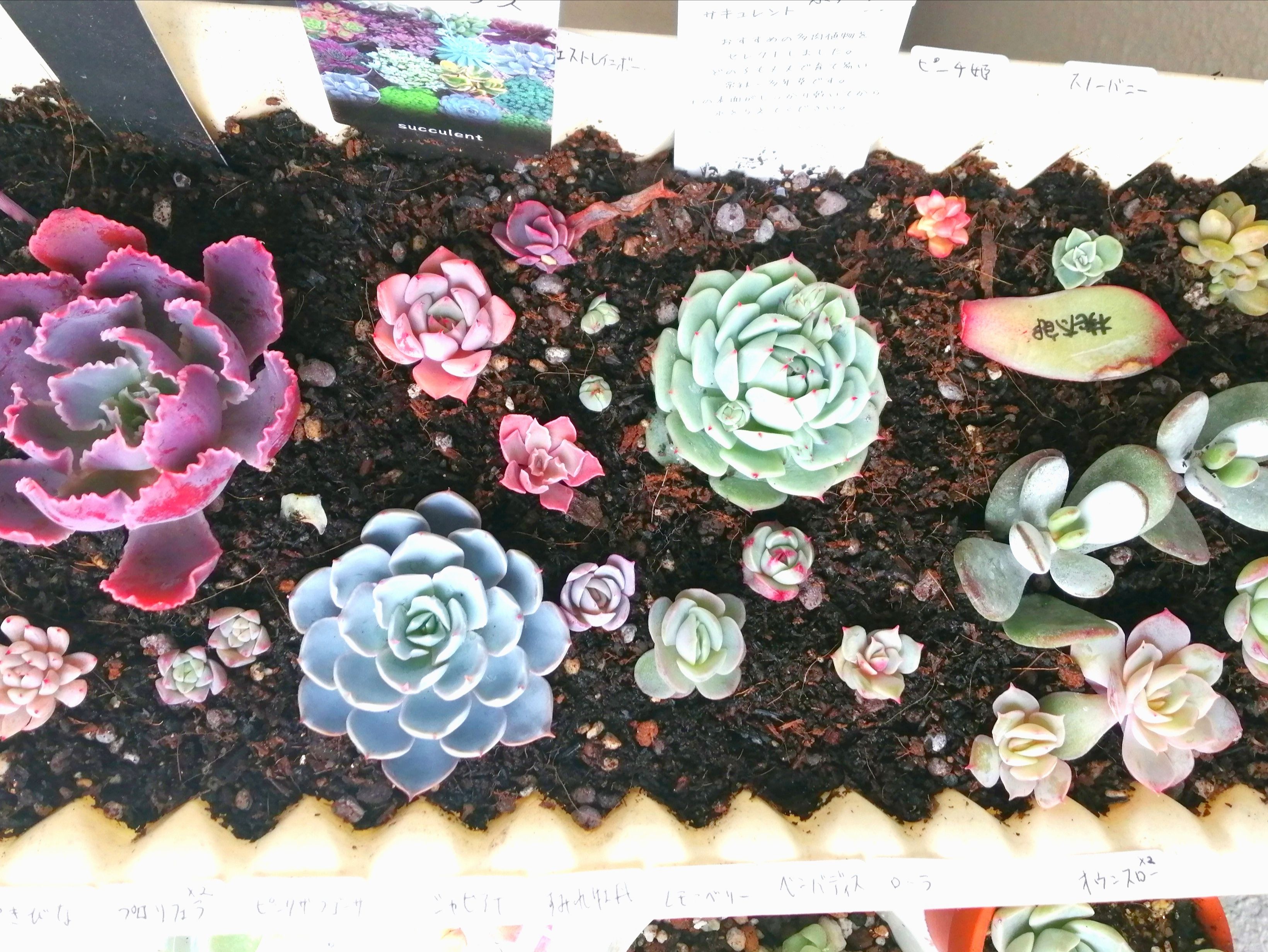 ご挨拶 城ノのブログ 楽天ブログ