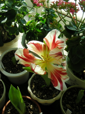 2016-02-19tulip.JPG