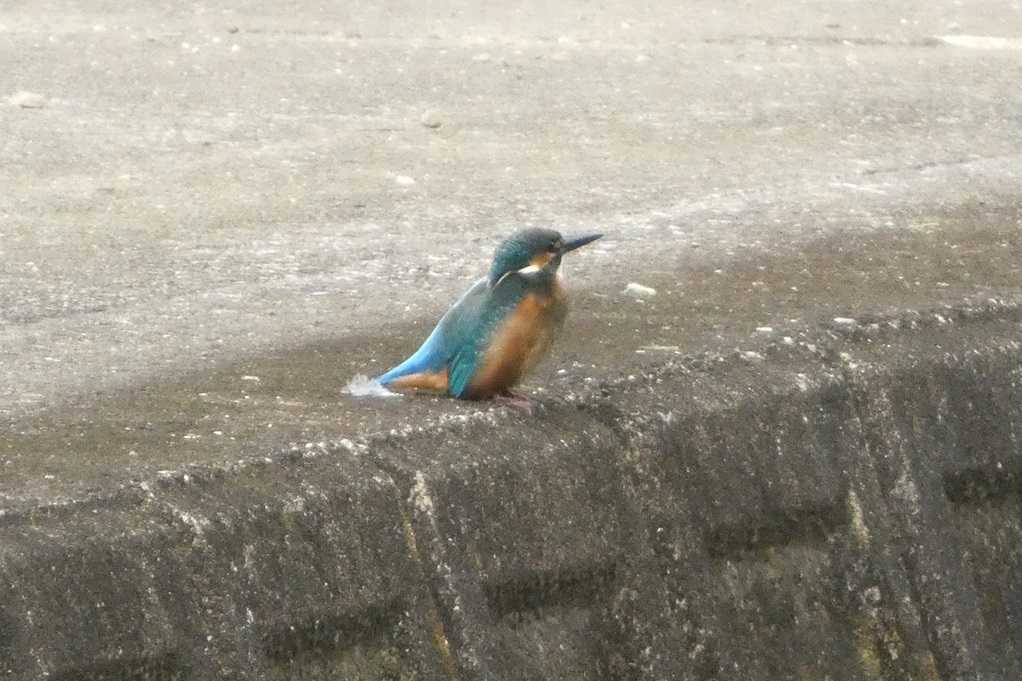 515