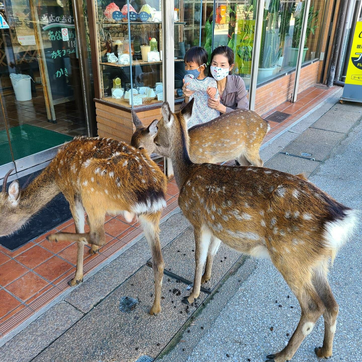 宮島に行ってきました エブリンローズの咲く庭で 楽天ブログ