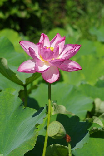 上野不忍池の蓮の花