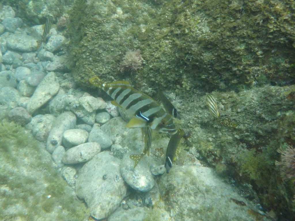 串本磯採集2023年7月下旬22　タカノハダイ（Goniistius zonatus）　ホンソメワケベラ
