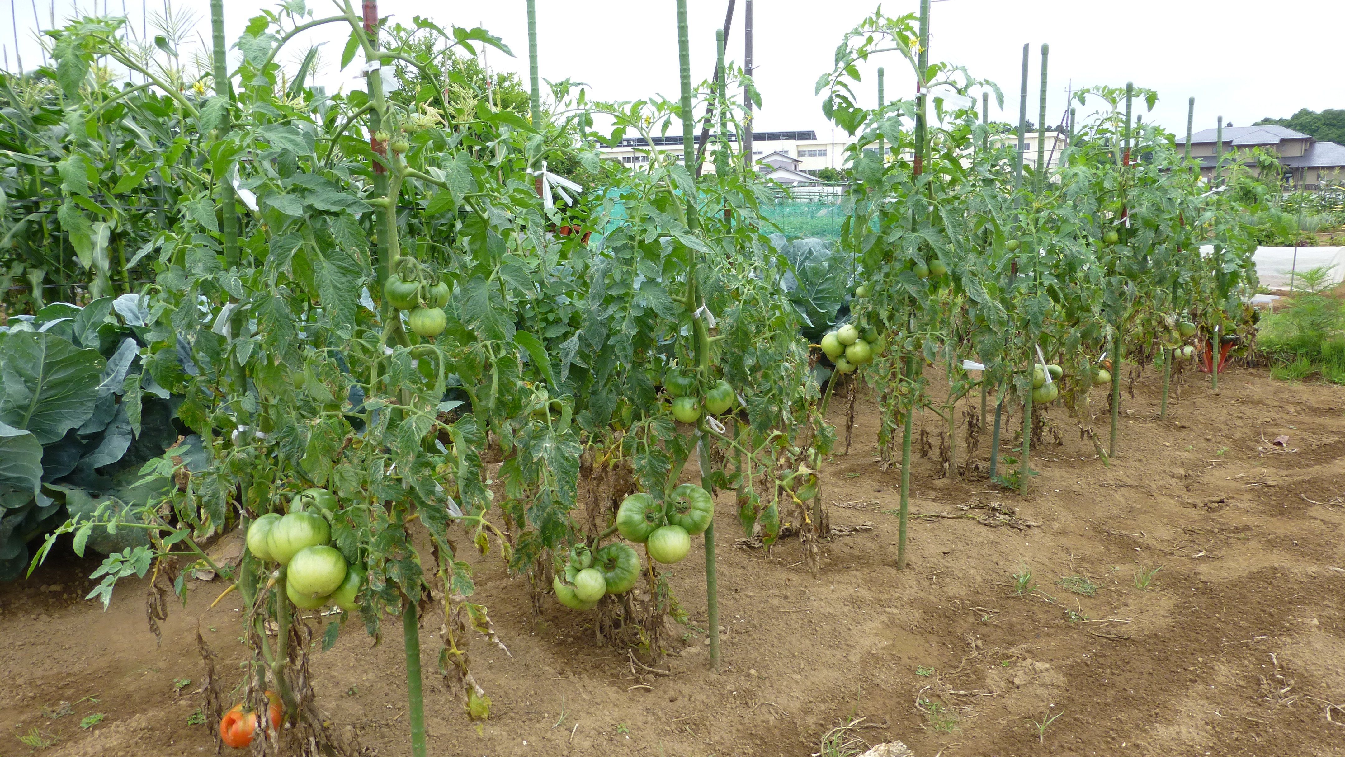 菜園のトマト達 桃太郎 パルト フルティカ は 順調に育っています 活き活きpc 園芸三昧 楽天ブログ