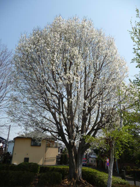 195 辛夷