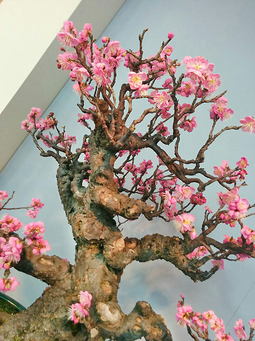 0128ume03.jpg