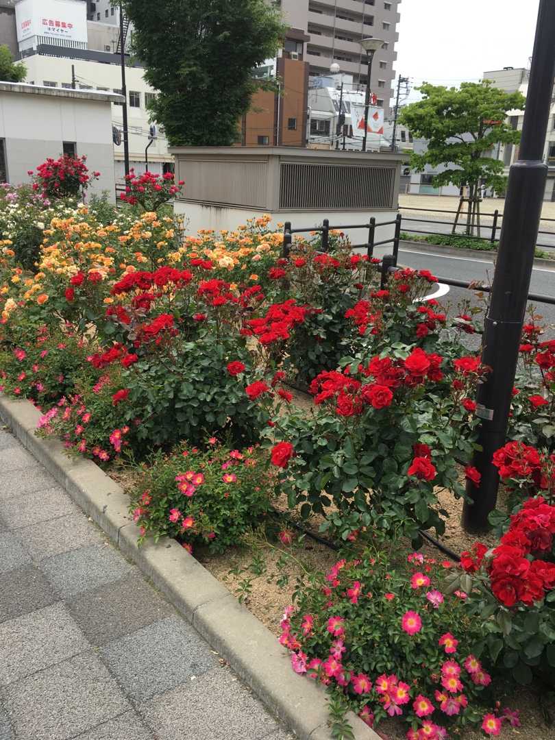 福山ローズな一日その2 福山市21年5月 なんとなく 楽しく暮らそう 楽天ブログ