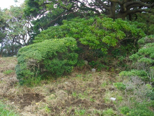 金谷城二の丸四脚門跡 (500x375).jpg