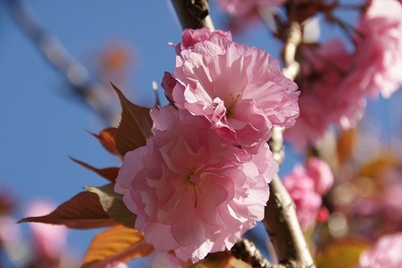 DSC06890.jpg