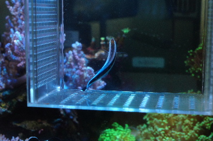 2015_0725ﾎﾝｿﾒﾜｹﾍﾞﾗ捕獲0011.JPG