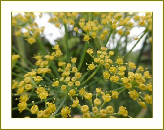 ６月27日 茴香の花より香り薬剤師 花の歳時記 天南星の魅力 山野草 楽天ブログ