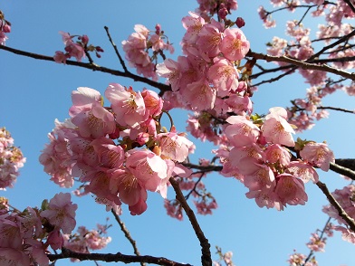 桜、接写