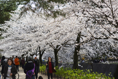夙川桜4