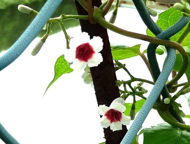 6月22日 今日の一花 ヘクソカズラ 屁糞葛 Gazengamaのブログ 散歩中に出合った花と趣味の陶芸作品 楽天ブログ 6月22日 今日の一花 ヘクソカズラ 屁糞葛 Gazengamaのブログ 散歩中に出合った花と趣味の陶芸作品 楽天ブログ