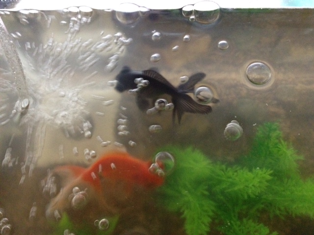 金魚