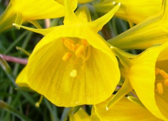 ペチコート水仙の花 花と蕎麦とリハビリと 楽天ブログ