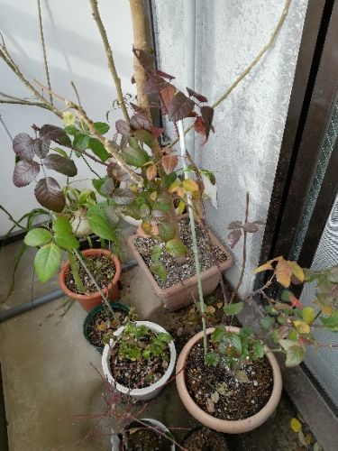 rblog-20180128101131-01.jpg