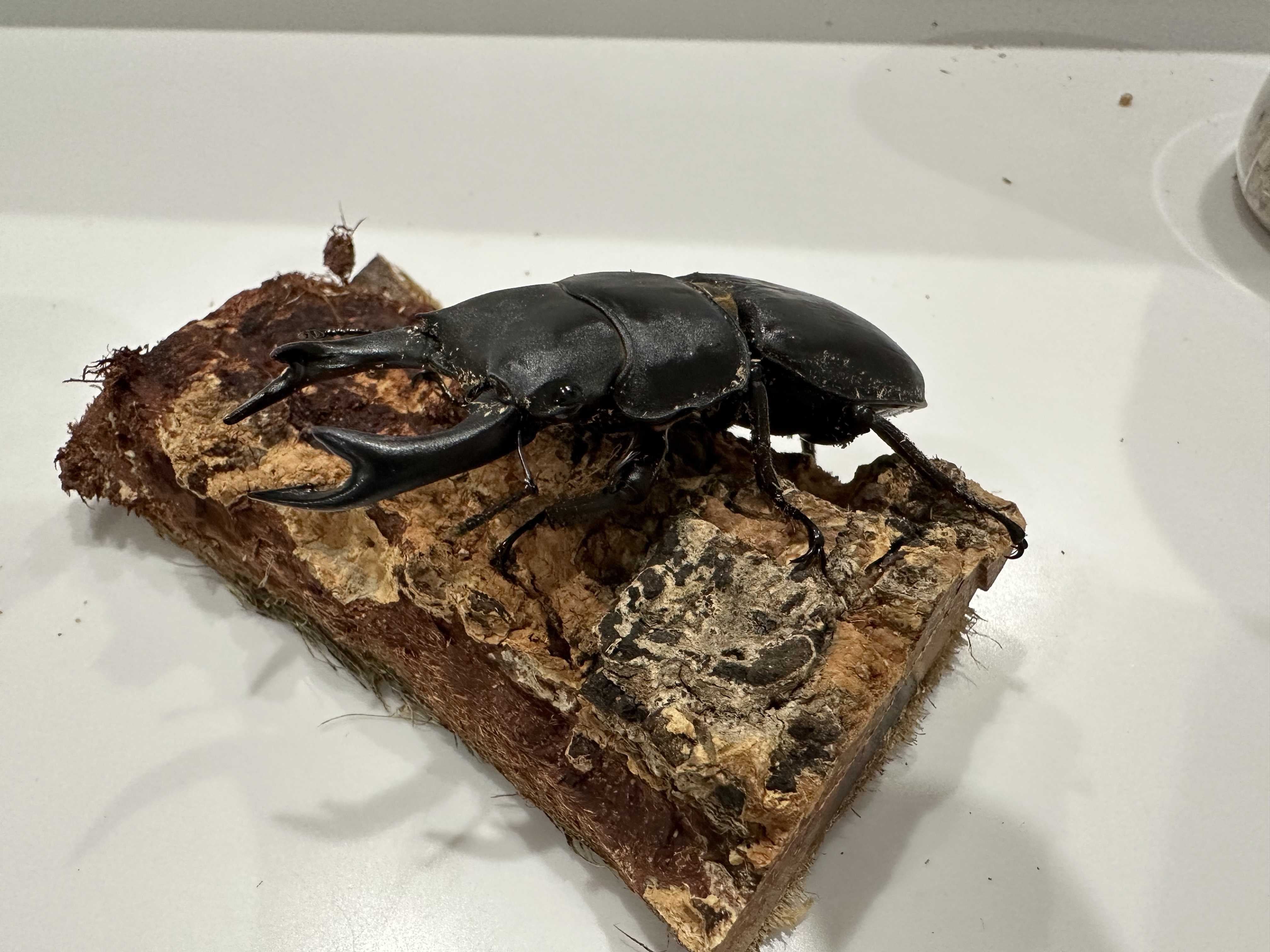 オオクワガタ DORCUS POCKET