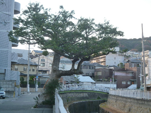 P1080046(1).JPG