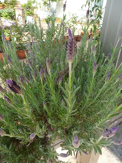 P1170990ss.jpg