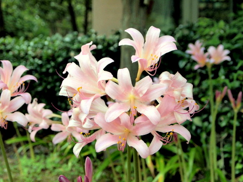 有馬富士公園のナツズイセン