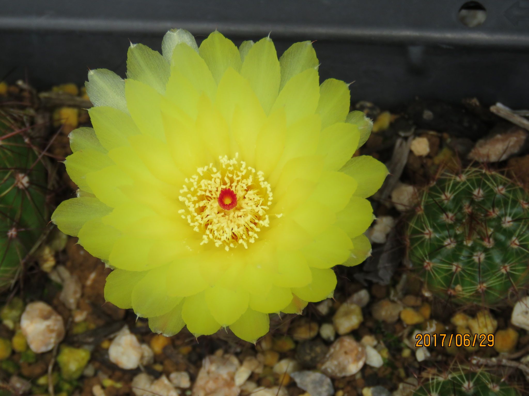 ノトカクタス属 青王丸さんのまぶしい色の花 びびるタニサボ達 楽天ブログ